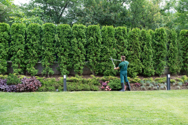 Best Hazardous Tree Removal  in Welby, CO