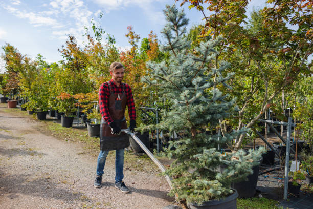 Best Leaf Removal  in Welby, CO