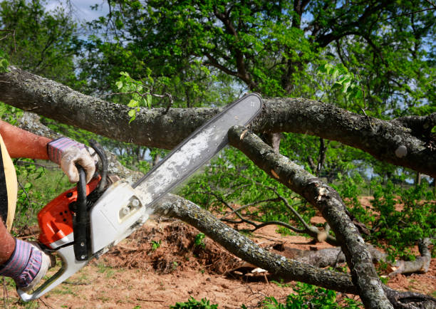 Professional Tree Removal in Welby, CO